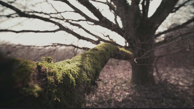 NAH AM TOD – image 3